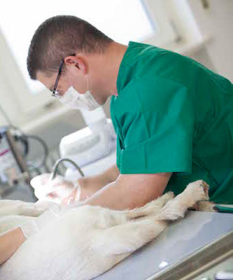 Hund und Katze sind hier auch Patienten - Tierarzt Dr. Kai Rössler
